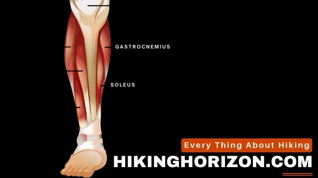 Calves - Hikinghorizon.com