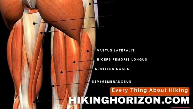 Hamstrings - Hikinghorizon.com