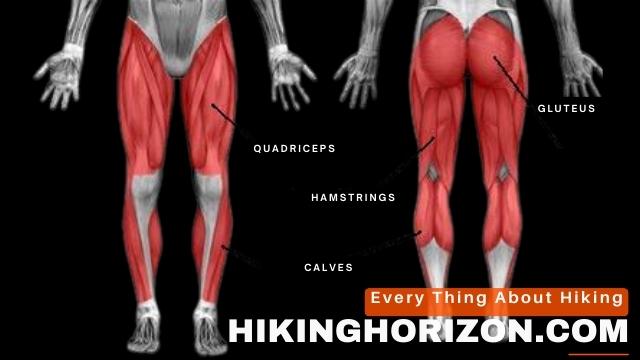 Key Leg Muscles - Hikinghorizon.com (1)