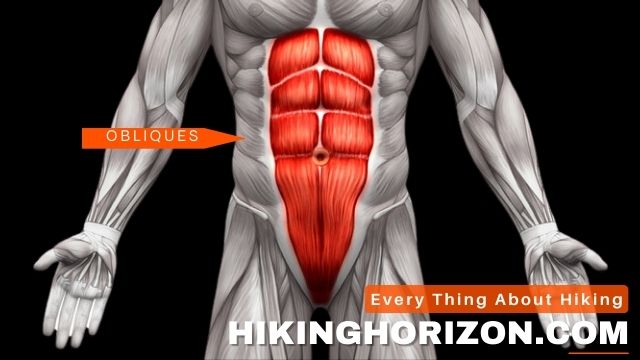 Internal and External Obliques- Hikinghorizon.com