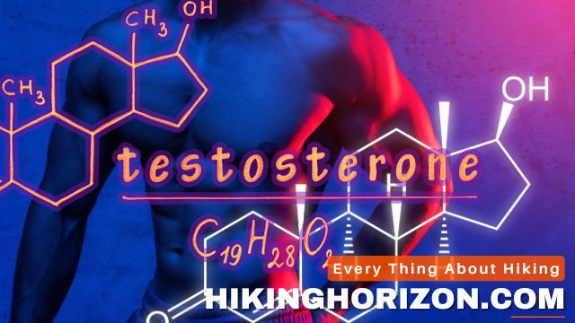 Understanding Testosterone - Does Hiking Increase Testosterone