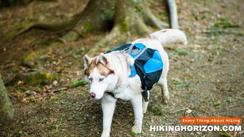 Acclimate to hiking Gear - how to train your dog for hiking