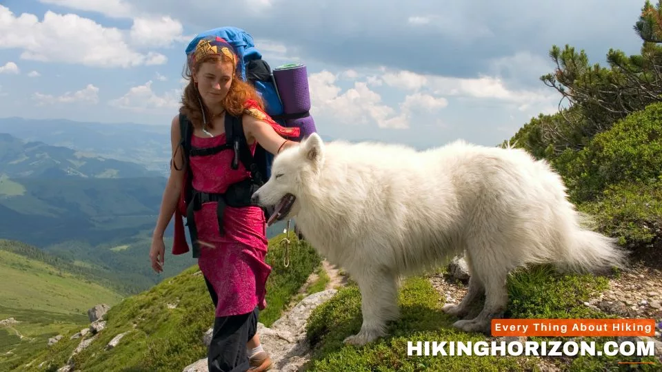Actionable Tips to Take Your Dog Hiking - Benefits of Hiking with Your Dog