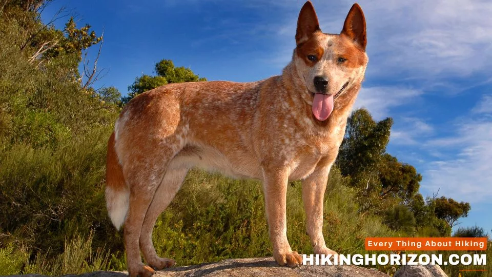 Australian Cattle Dog - Best Dog Breeds for Hiking