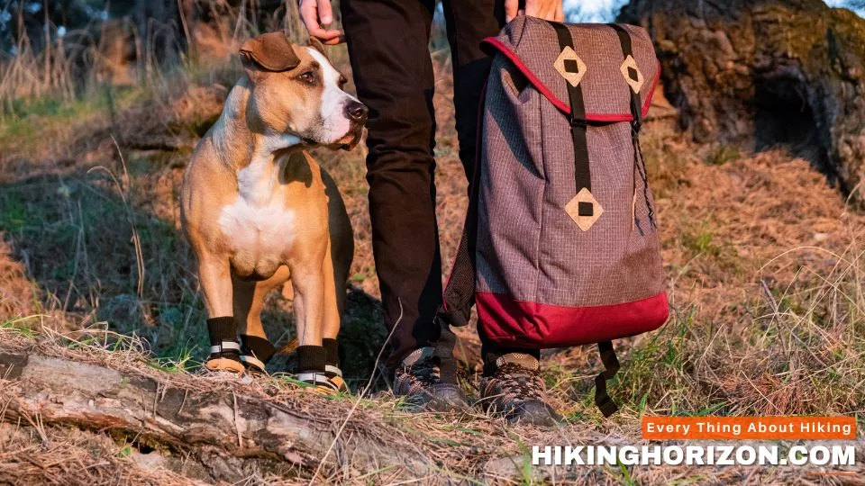 Benefits of Hiking with Your Dog