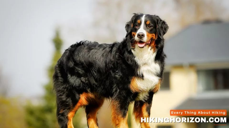 Bernese Mountain Dog - Best Dog Breeds for Hiking