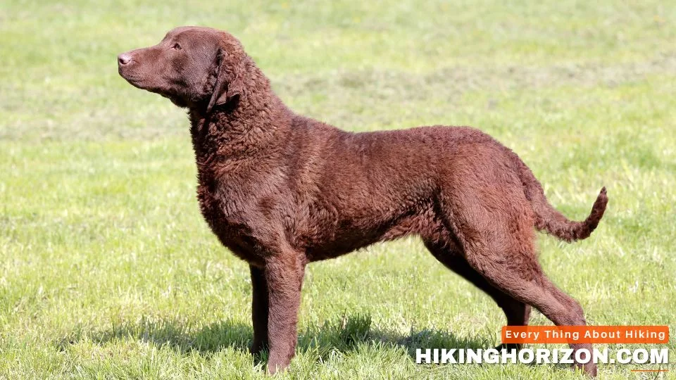 Chesapeake Bay Retriever - Best Dog Breeds for Hiking