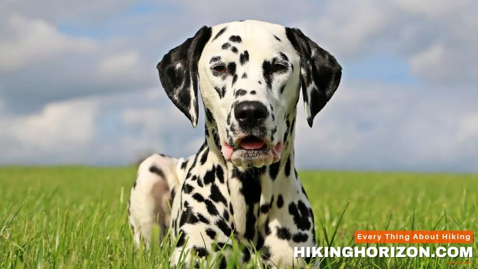 Dalmatian - Best Dog Breeds for Hiking
