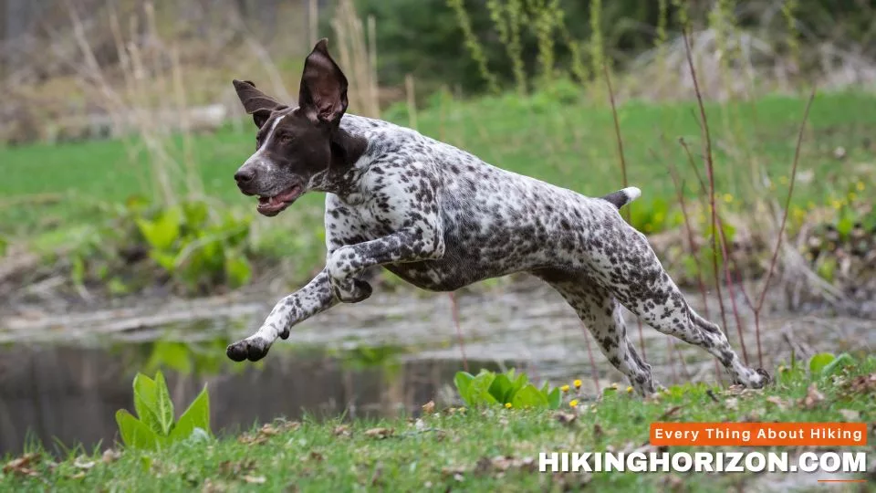 German Shorthaired Pointer - Best Dog Breeds for Hiking