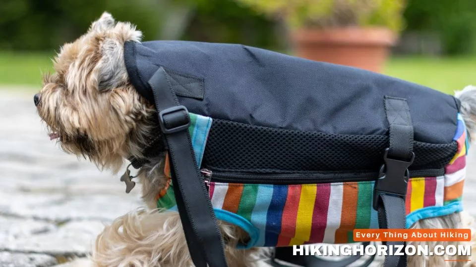 Getting Your Dog Comfortable - HIKING WITH DOG IN BACKPACK