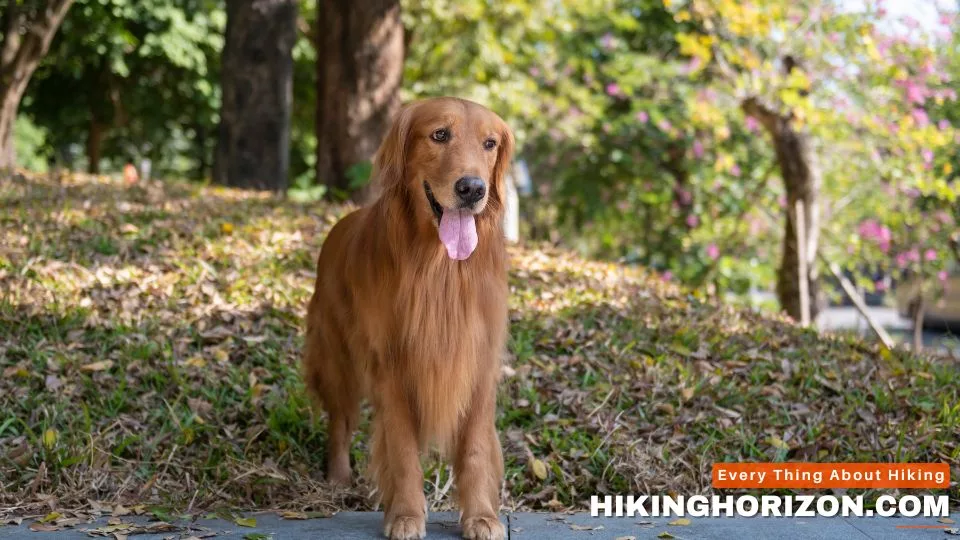 Golden Retriever - Best Dog Breeds for Hiking