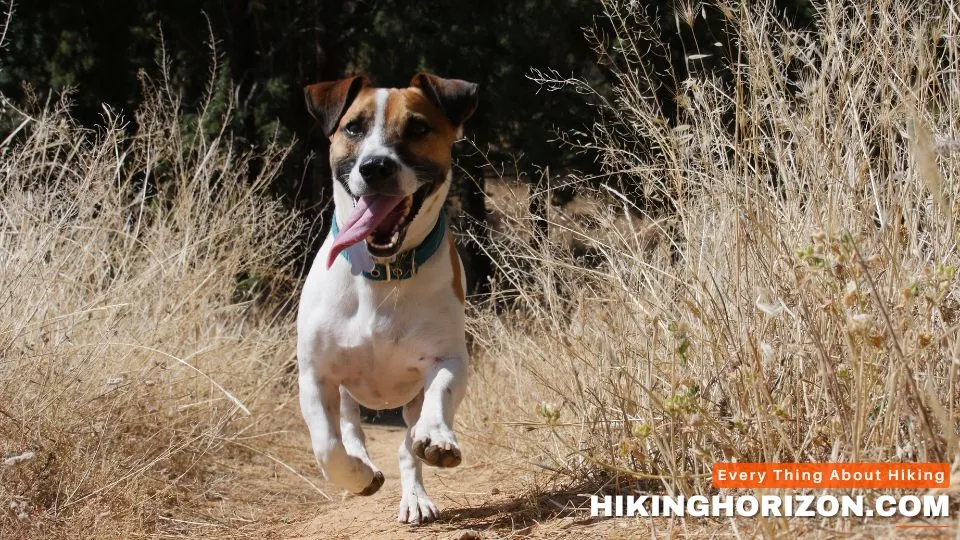 Jack Russell Terrier - Best Dog Breeds for Hiking