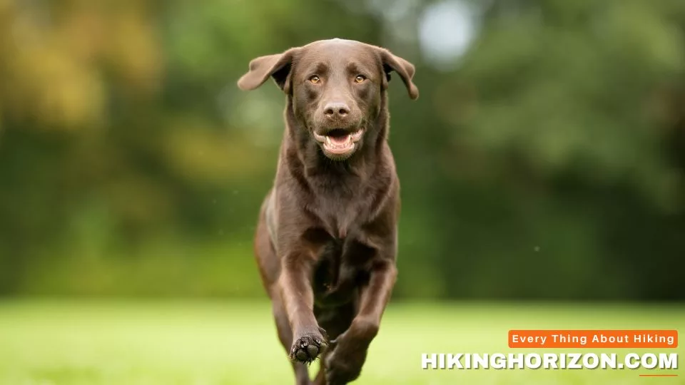 Labrador Retriever - Best Dog Breeds for Hiking