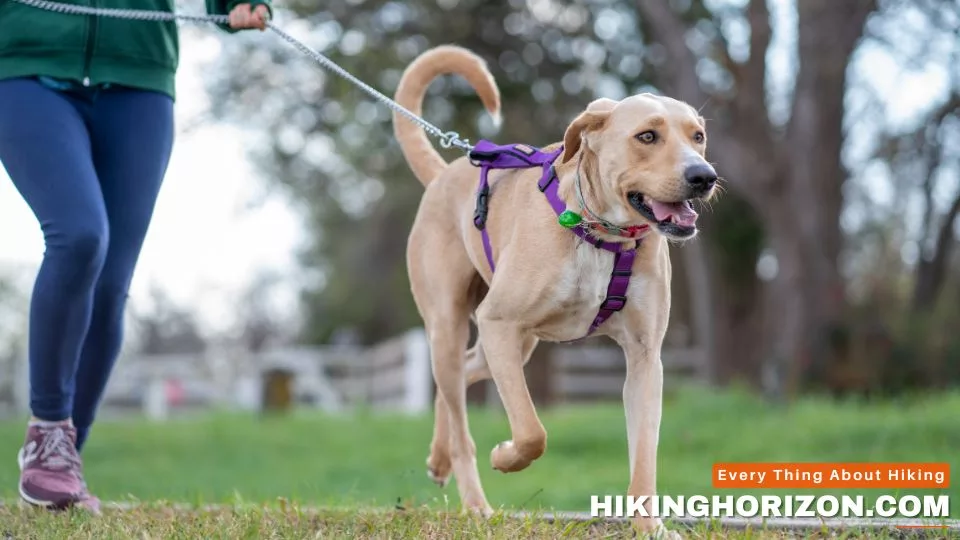 Perfect Leash Manners - how to train your dog for hiking