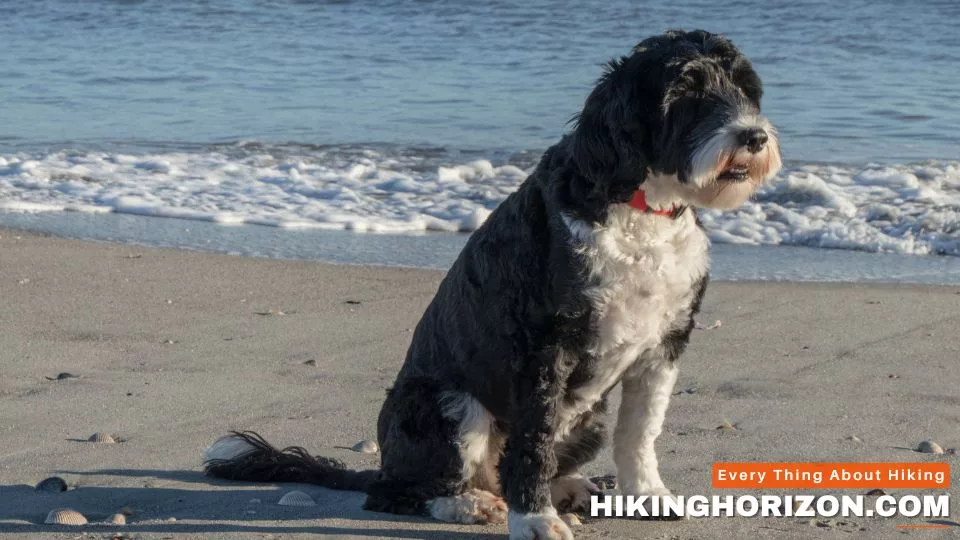 Portuguese Water Dog - Best Dog Breeds for Hiking