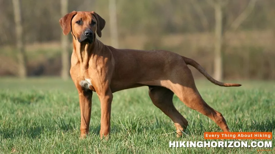 Rhodesian Ridgeback - Best Dog Breeds for Hiking