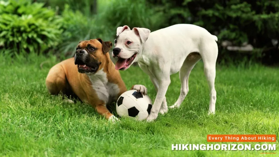 Socialize to Distractions - how to train your dog for hiking