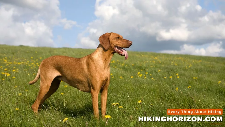 Vizsla - Best Dog Breeds for Hiking